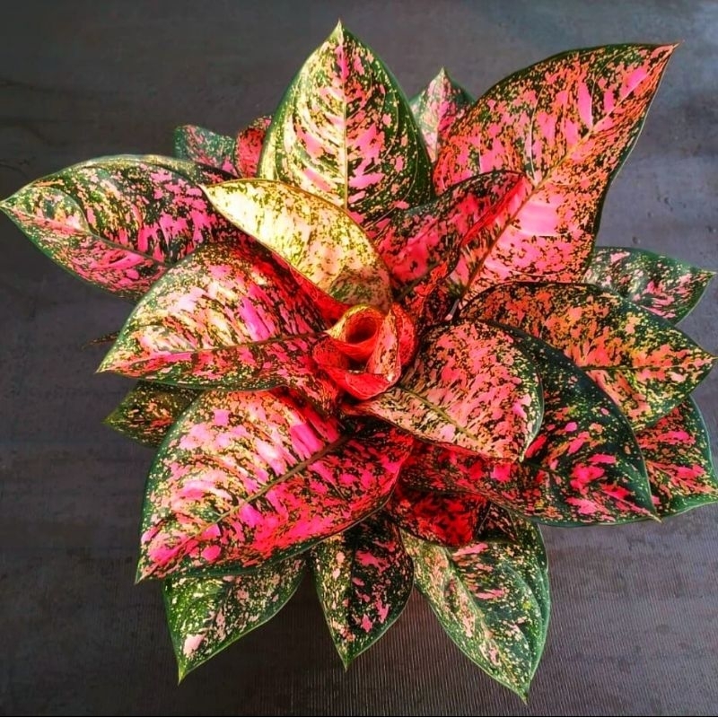 Aglonema Ruby Giant Super Mewah Tanaman Hias Bunga Aglaonema Murah Merah BUKAN bonggol bibit - tanam
