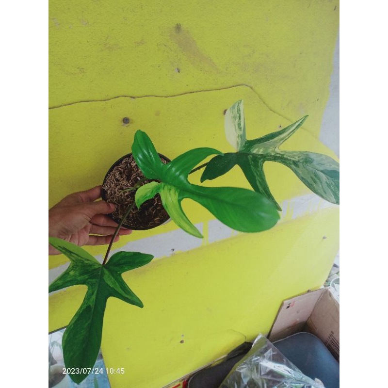 Florida beauty (FLOBE)