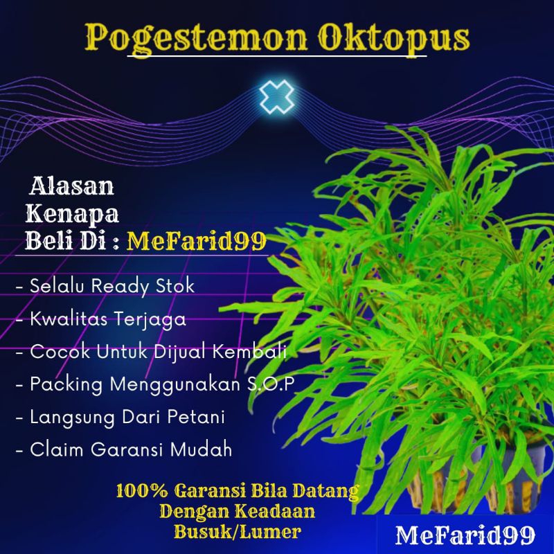 Pogestemon Oktopus Tanaman Aquascape Tanpa Co2 (Tanaman Aquascape)