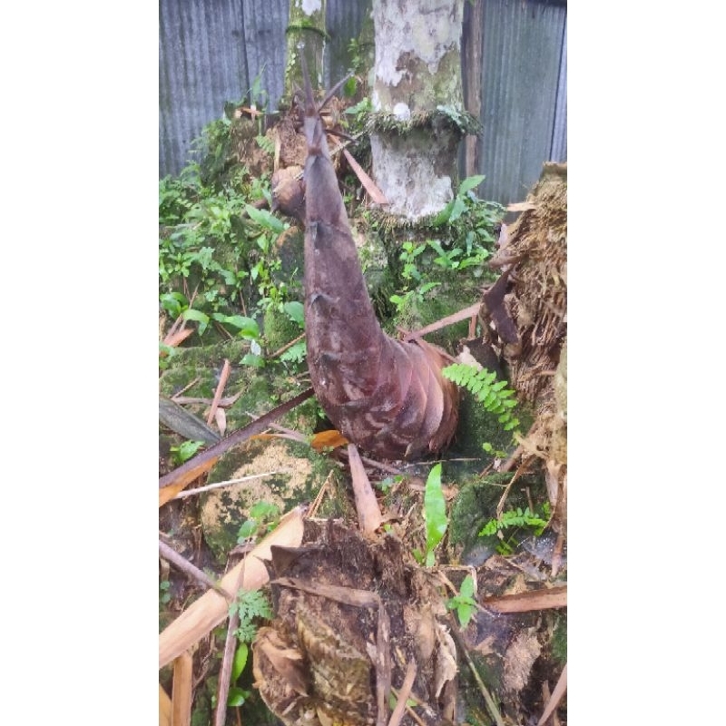 

Rebung Betung (rebung manis / rebung sayur)