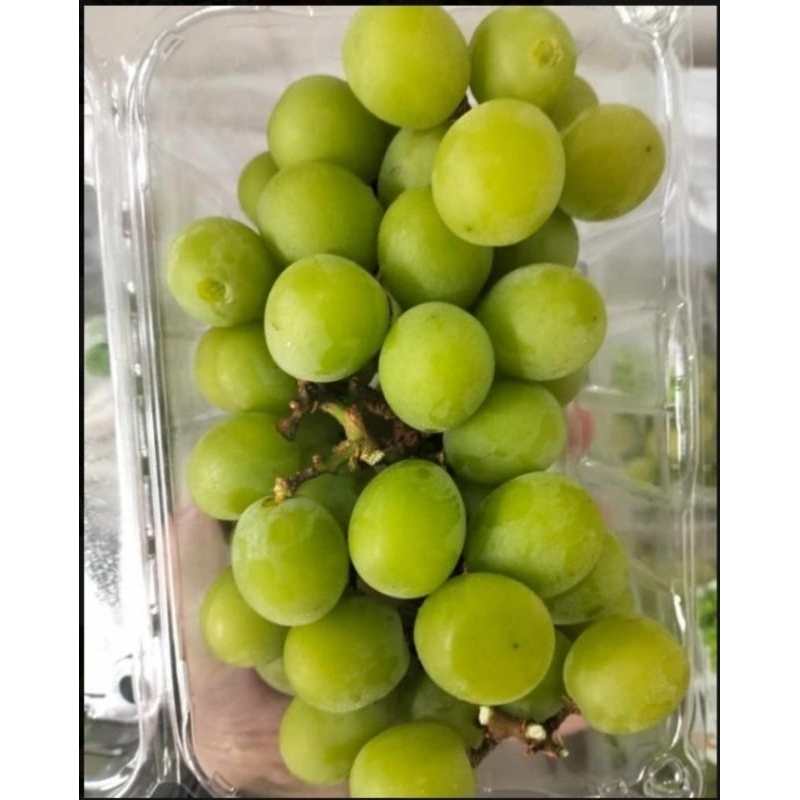 

Anggur Shine Muscat 500g