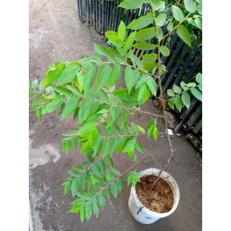 bibit tanaman kersen