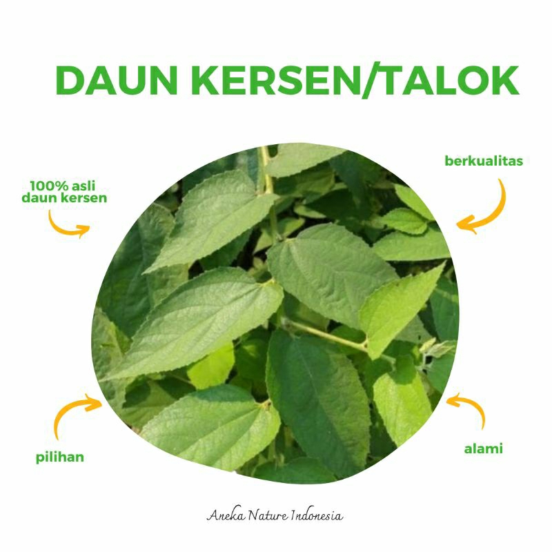 

Daun Kersen/Talok Segar | Fresh baru petik