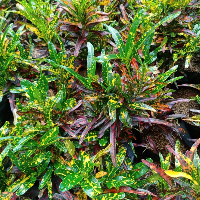 pohon puring teri - Tanaman hias puring teri - pohon hidup puring teri