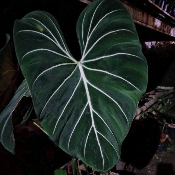 PHILODENDRON GLORIOSUM PHILO GLORIOSUM REGULER