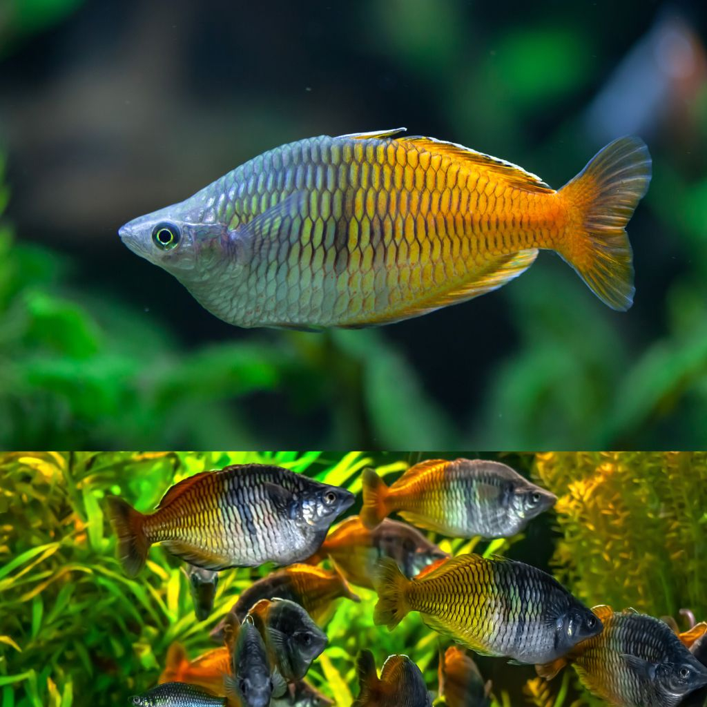 

Extra Packing Rainbow Bosemani Murah Ukuran 2CM