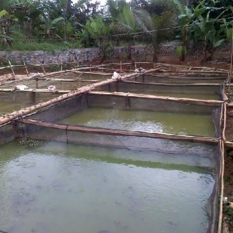 keramba jaring waring ikan ukuran 5x4x3 karamba kotak bibit ikan nila lele