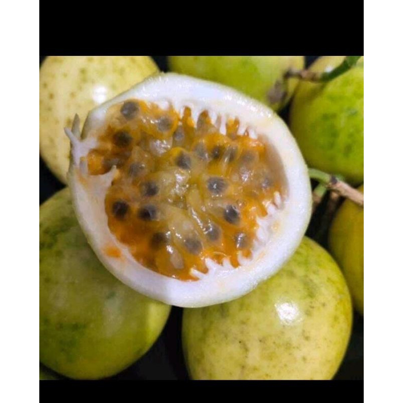 

Buah markisa seger