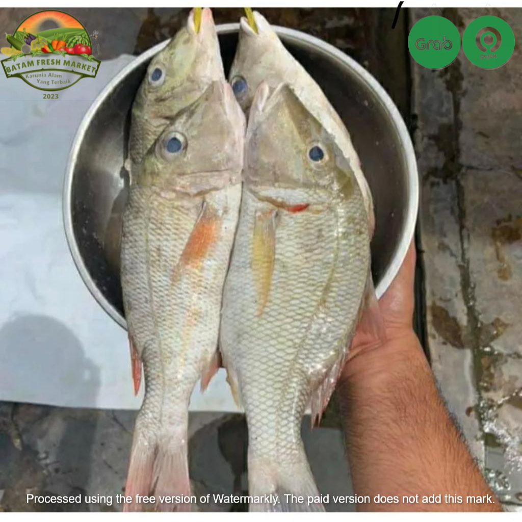 

Ikan Kakap Putih Segar Fresh