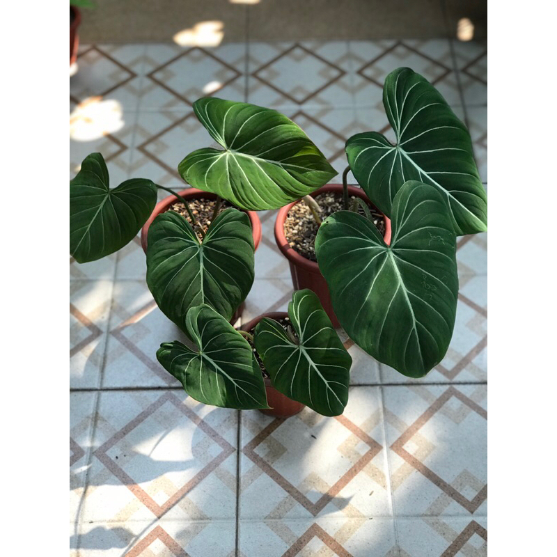 gloriosum dark form