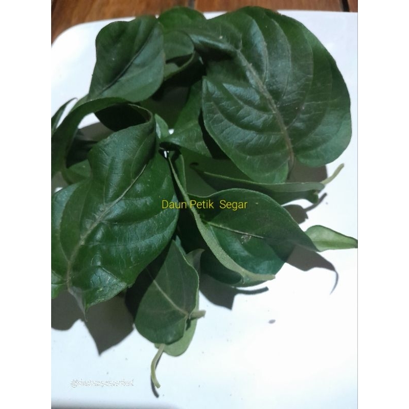 

Daun Segar Simbukan Daun Kentut Segar Murah Organik