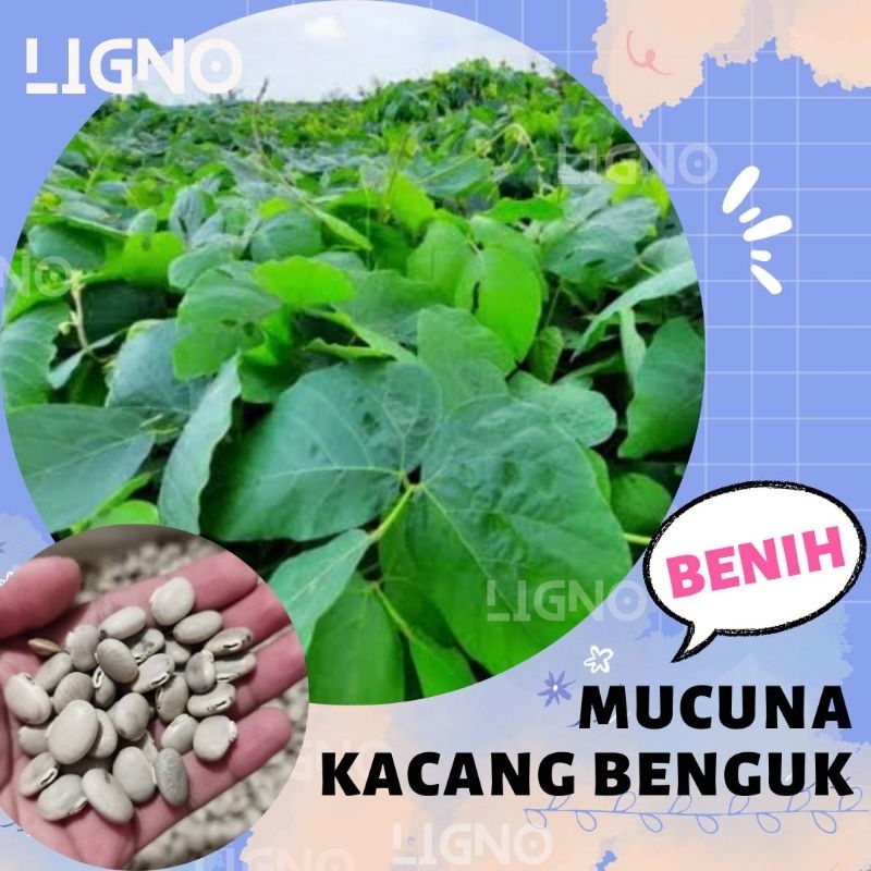 

MUCUNA COCHINCHINENSIS (isi-10) - Benuh Kacang Benguk MC