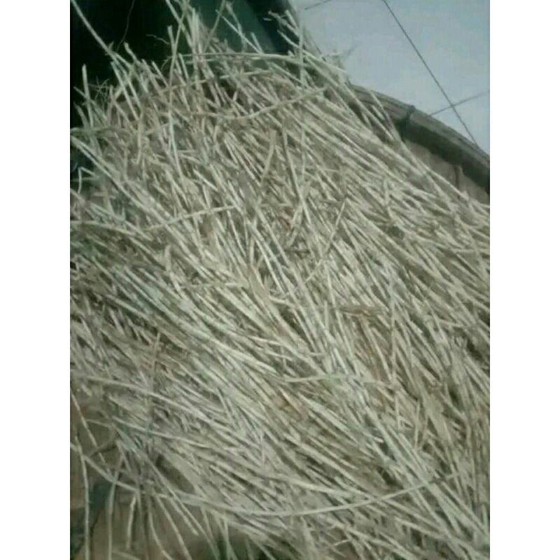 

akar alang alang segar (fresh)