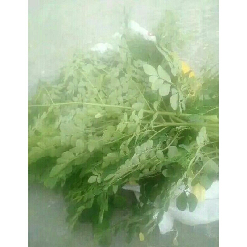 

daun kelor segar 1kg (fresh instan langsung sampai)