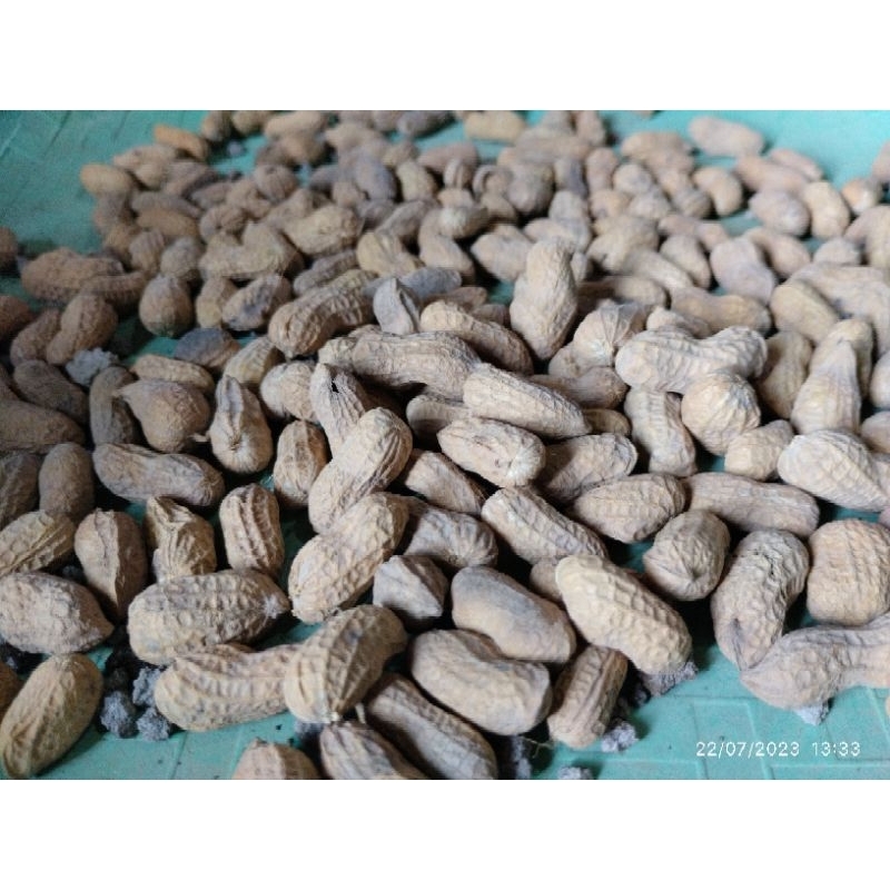 

kacang nanangan