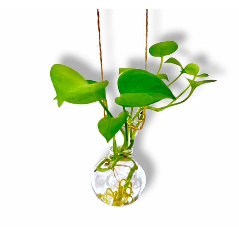 vas bunga pot kaca gantung termurah