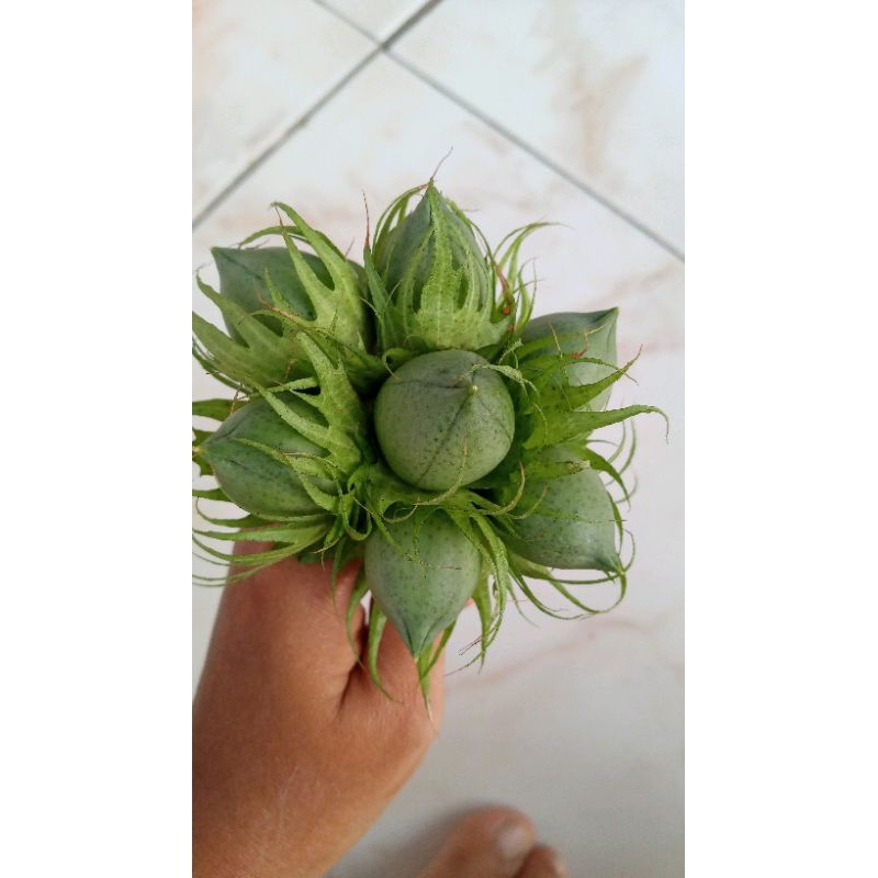 

buah kapas muda 7 buah