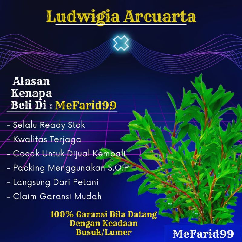 Ludwigia Arcuarta Tanaman Aquascape Tanpa Co2 (Tanaman Air Akuarium Aquascape)