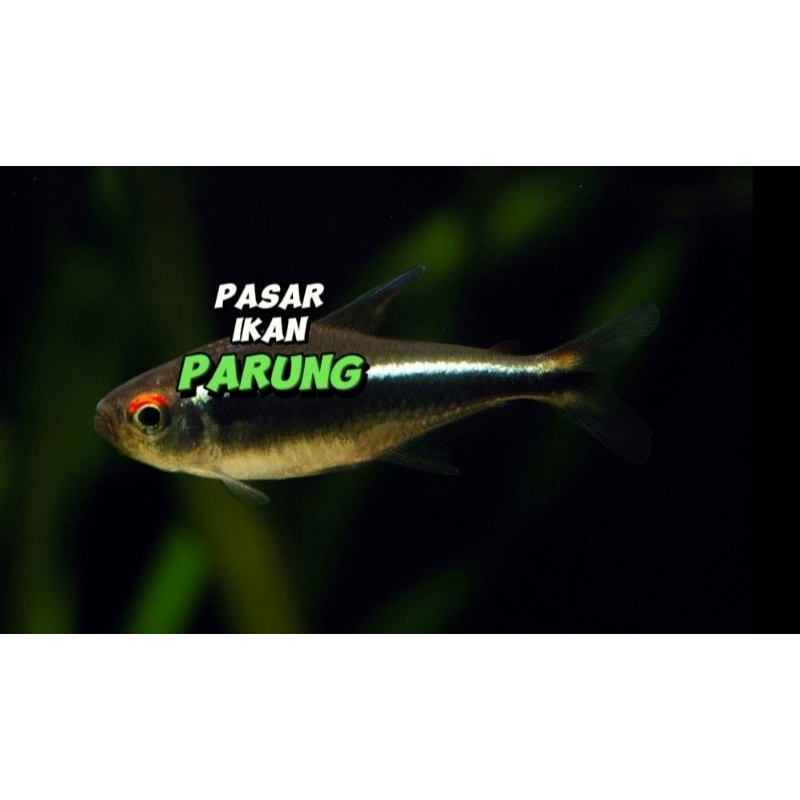 Neon Tetra Hitam | Neon hitam | Tetra Hitam | Black Neon Tetra