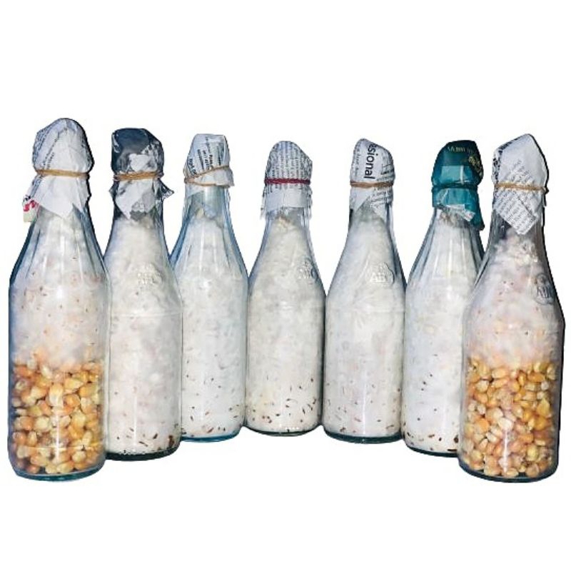 Bibit jamur tiram F2