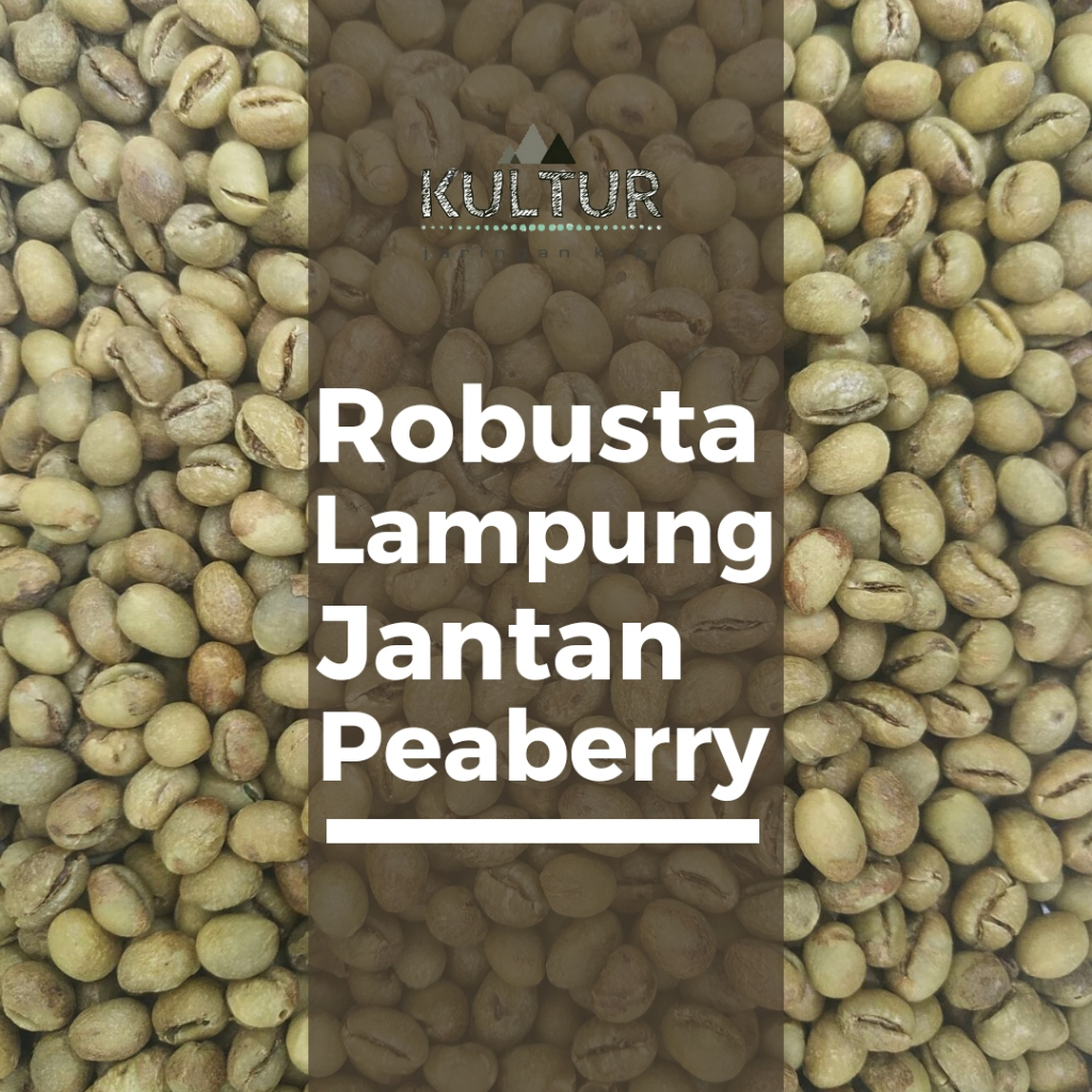 

GREEN BEAN ROBUSTA LAMPUNG JANTAN PEABERRY BIJI KOPI MENTAH NETTO 1 KG