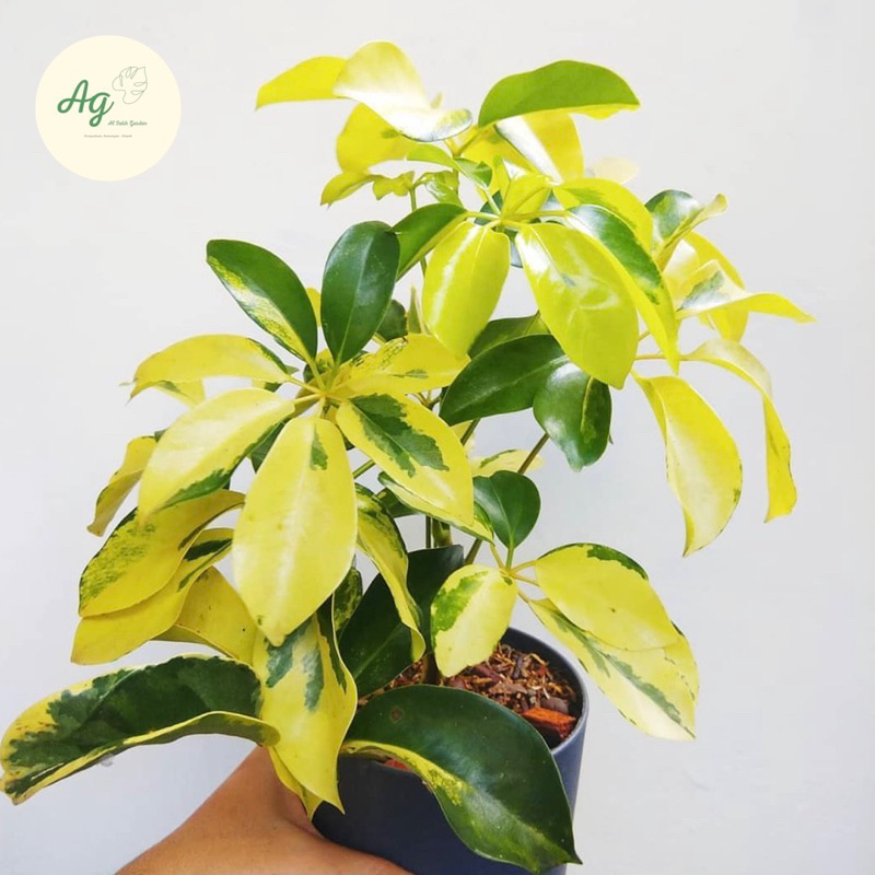 tanaman hias wali songo variegata