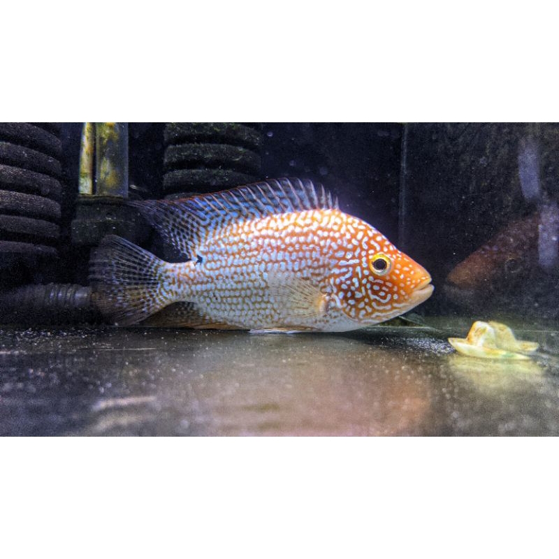 Red Texas Cichlid