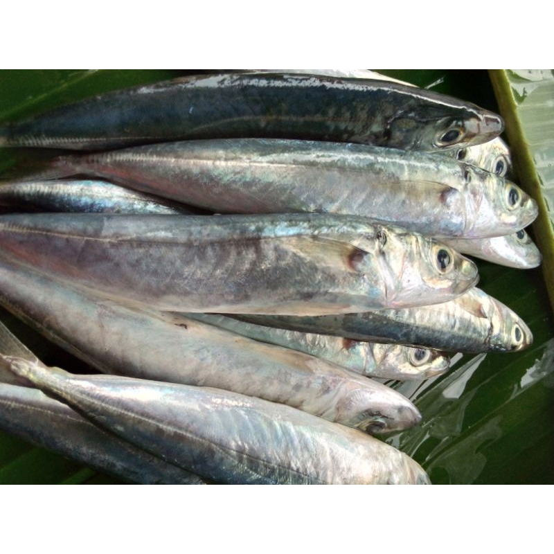 

Ikan Layang 500 gr