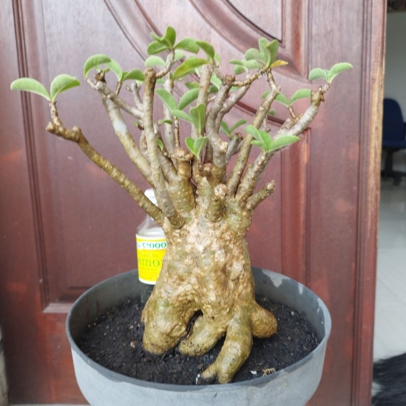 Adenium Black RCN