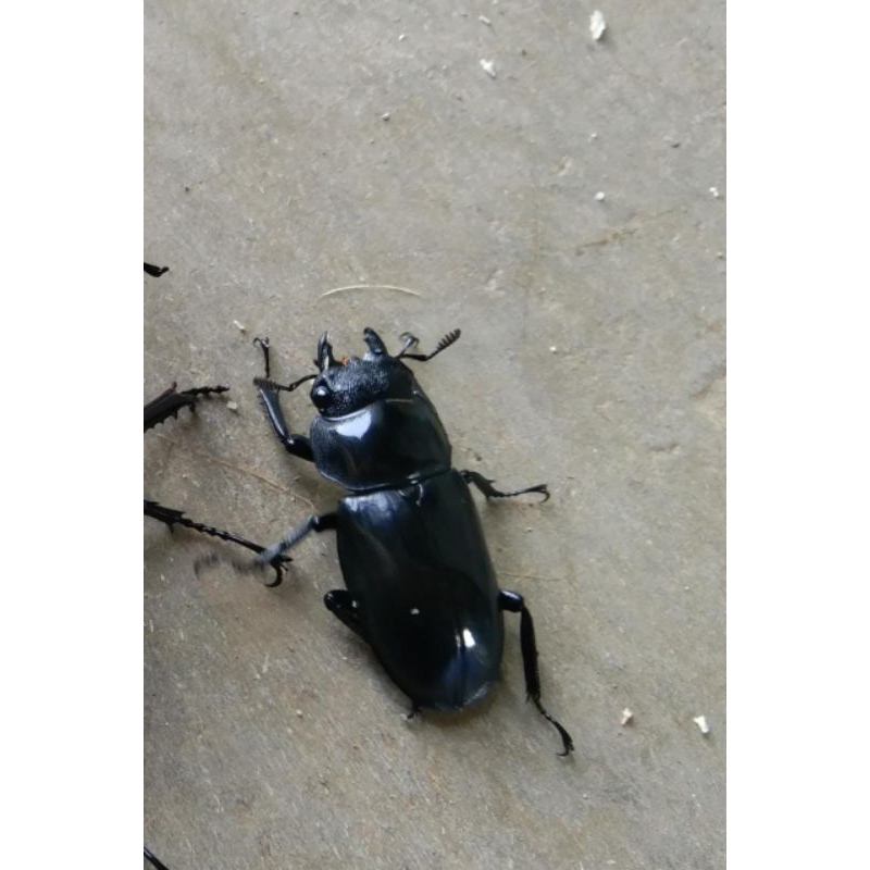 Kumbang capit hidup/stag beetle/hexarthrius buqueti betina