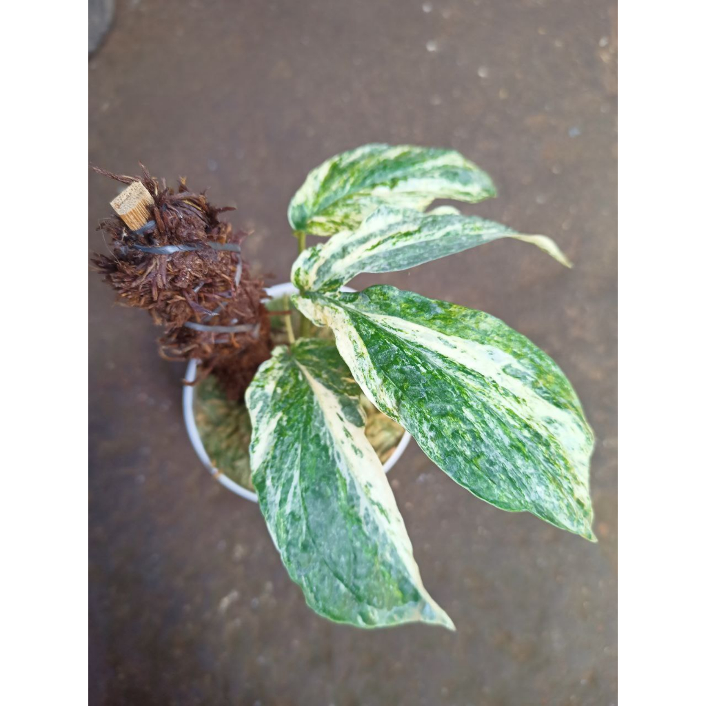 Amydrium Zippelianum Varigata