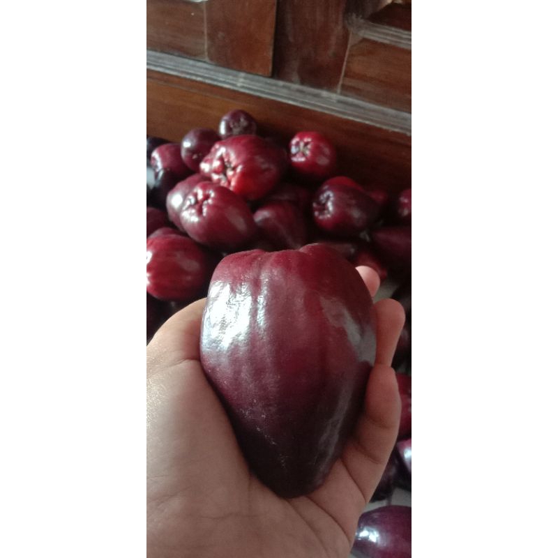 

JAMBU JAMAIKA SUPER 1KG/JAMBU BOL JAMBU DARSONO 1KG