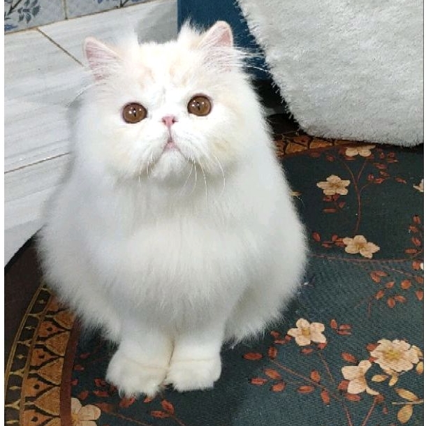 Kitten persia peaknose jantan ped ICA