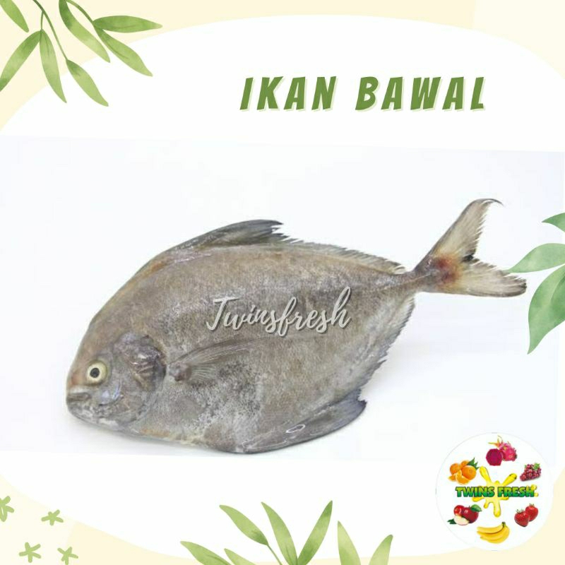 

Ikan Bawal 1 ekor