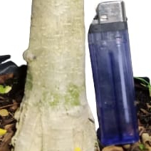 Stek sancang waru loa kimeng batang besar seangat segar fresh