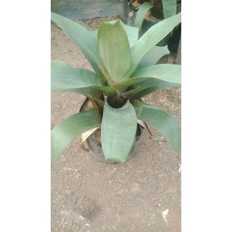 bromelia giant