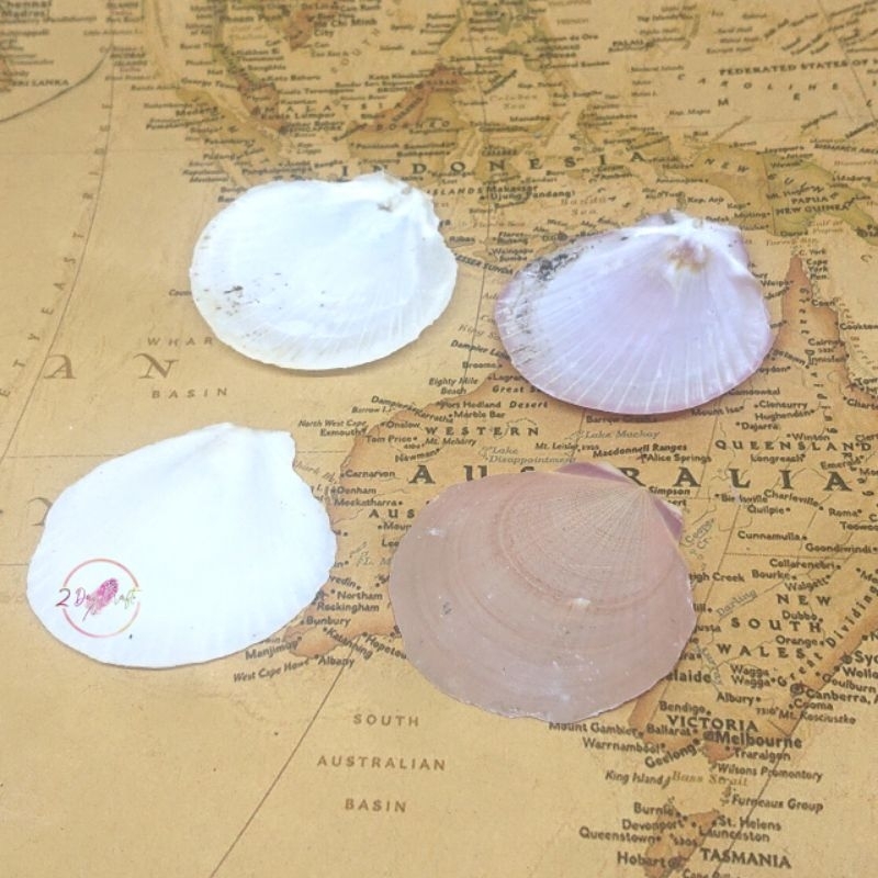 Kulit Kerang Simping India - Cangkang Kerang Putih Besar