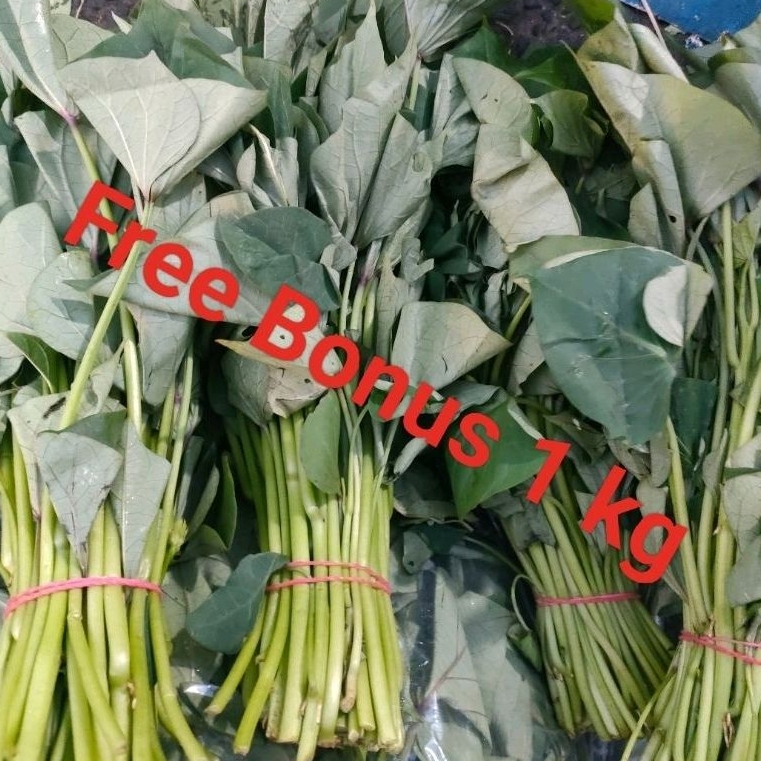 

Daun Ubi Per Ikt + Gratis Bonus