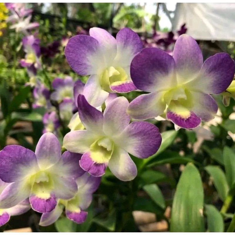Anggrek Dendrobium Arindang Blue Angel Sudah Spike Kenop
