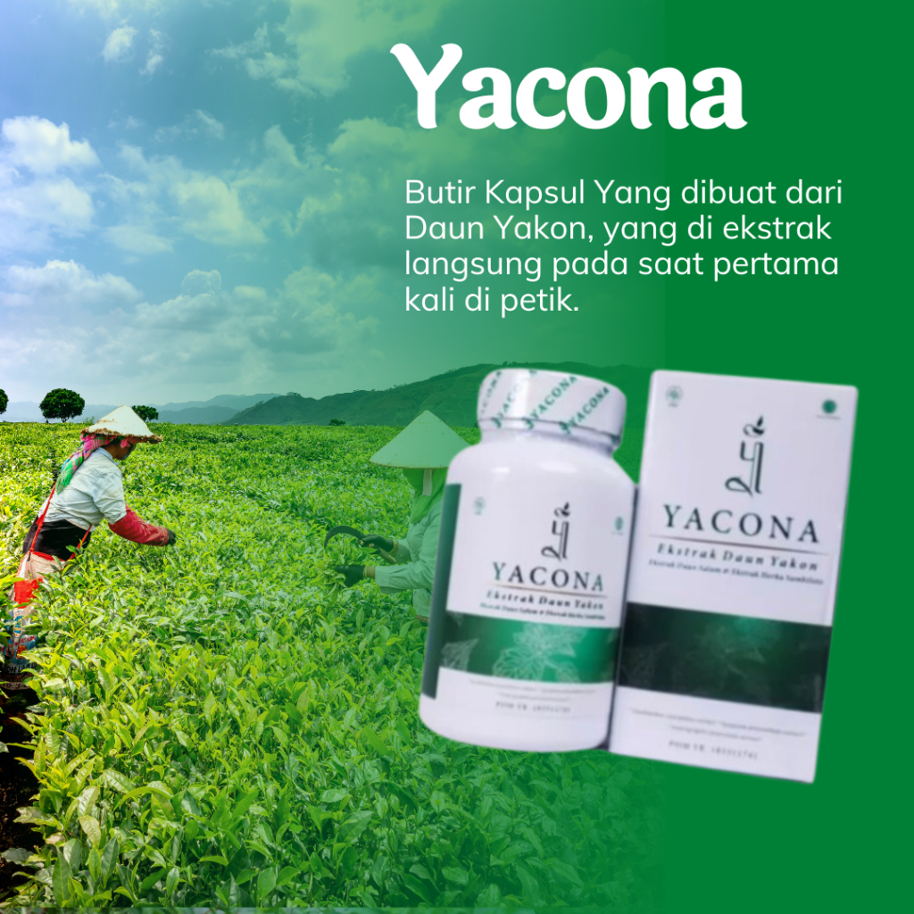 YACONA(DIABETES TUNTAS) / PENURUN GULA DARAH ALAMI / INSULIN PLUS / OBAT HERBAL DIABETES BPOM/ LABEL