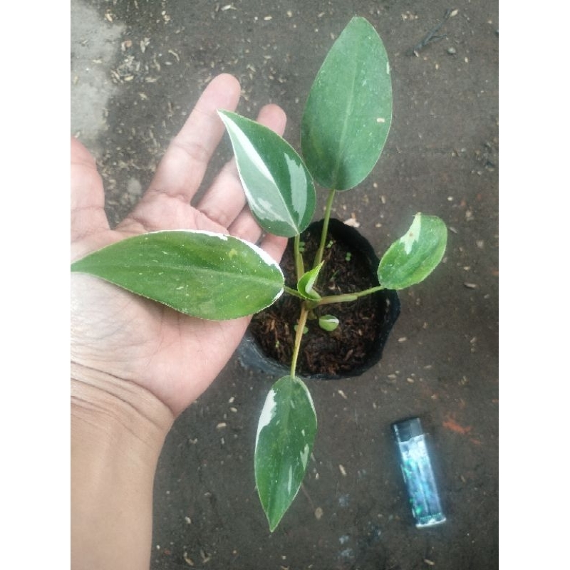philodendron white princess