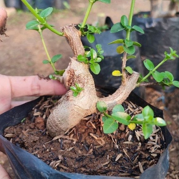 bonsai sancang ori bahan bonsai sancang mame meliuk bercabang