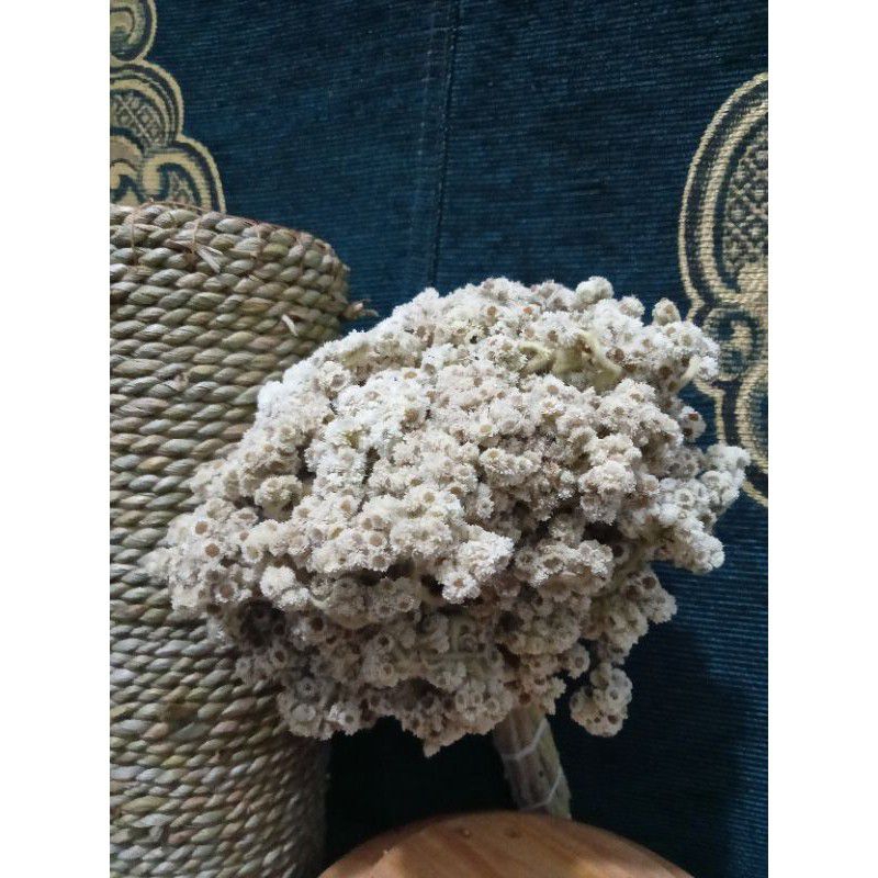 BUNGA EDELWEIS KERING ASLI / BUNGA KERING  / BUKET BUNGA  / DECORASI RUSTIC
