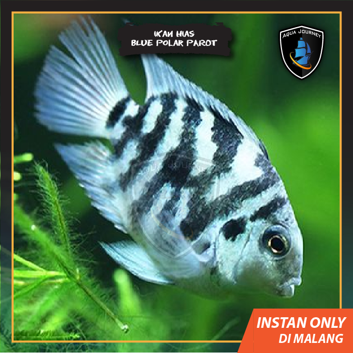 Ikan Hias Blue Polar Parot Chiclid Biru Parrot