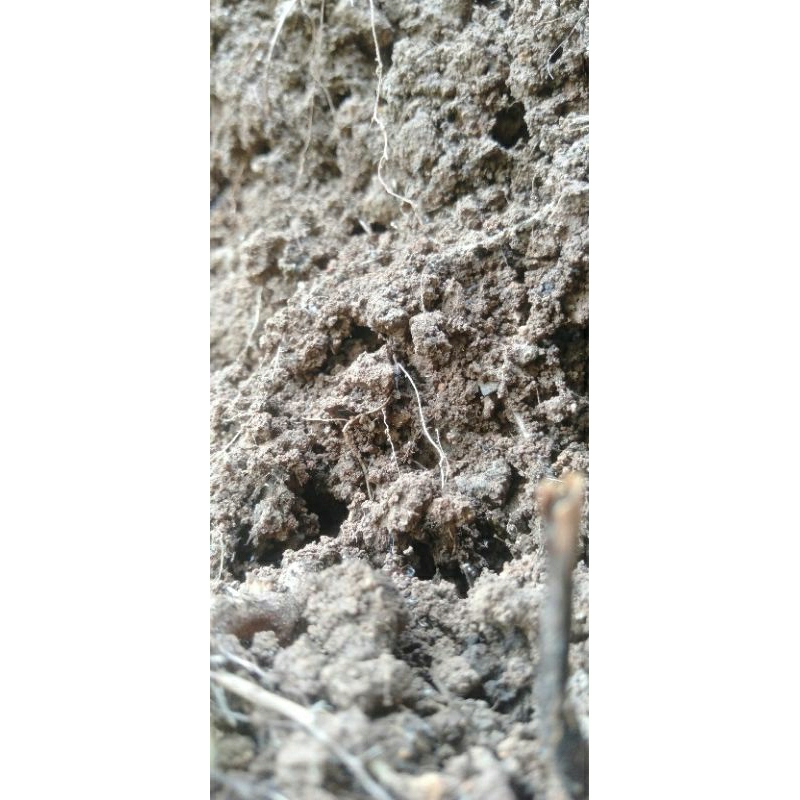 

promosi terlaris tanah lembang murni tanpa campuran 4kgmurah