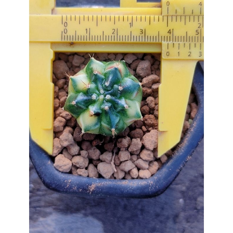 MIHANOVICHI HYBRID IMPORT THAILAND PERFECT//+ 🆓 KAKTUS//KAKTUS LUCU//KAKTUS HIAS//KAKTUS MURAH//KAKT