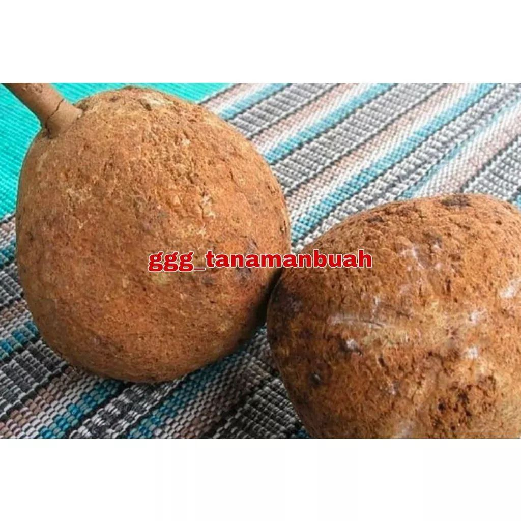 Bibit Durian Gundul Super