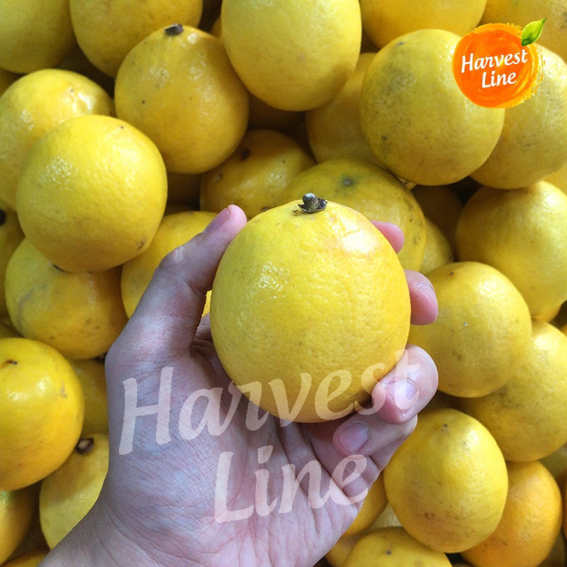 

Lemon California Premium [HARVEST LINE]