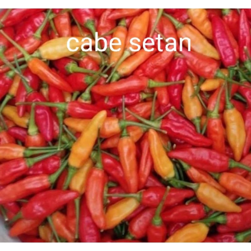 

cabe rawit merah