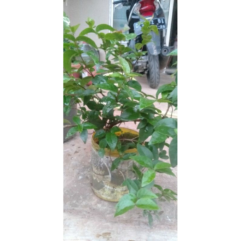 bahan bonsai dewandaru asem selong